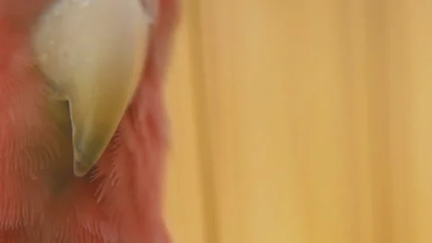 Parrot from very close range Stock Footage 108845804