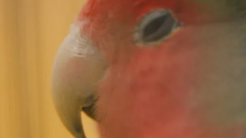 Parrot from very close range Stock Footage 109128441