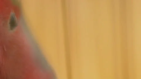 Parrot from very close range Stock Footage 109454426