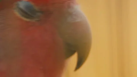 Parrot from very close range Stock Footage 111482001
