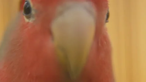 Parrot from very close range Stock Footage 111709132