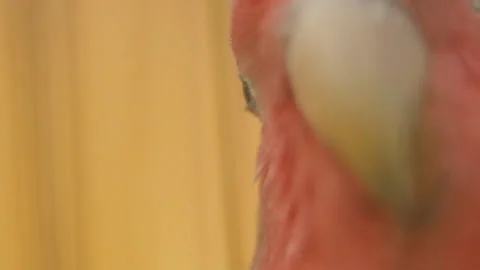 Parrot from very close range Stock Footage 113292978