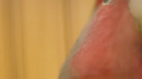 Parrot from very close range Stock Footage 113912106