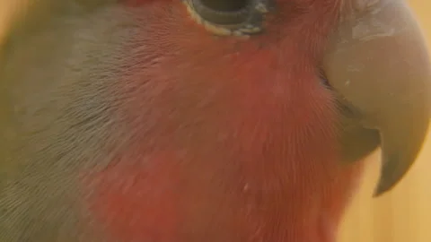 Parrot from very close range Stock Footage 114568043