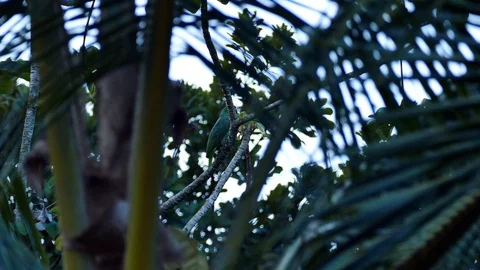 Parrot view through trees during the evening in Panama Stock-Footage 91903200