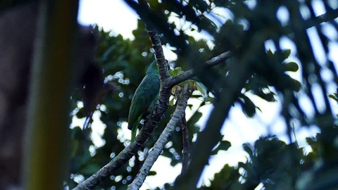 Parrot view through trees during the evening in Panama Video stock 123673073