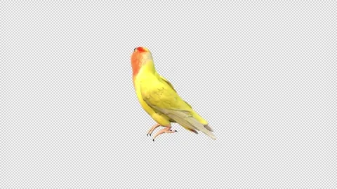 Parrot walk idle Stock Footage 321015954