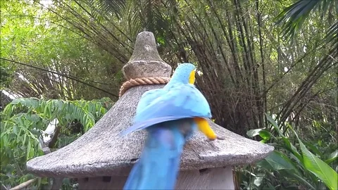 Parrot Walking Around Stockbeeldmateriaal 73591231