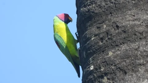 Parrot watching and relaxing on tree . Stock-Footage 312623054