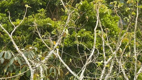 Parrot well hidden in within a tree in the distance in the wild Stock Footage 123556661