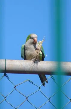 Parrot with wheat Stock Photos