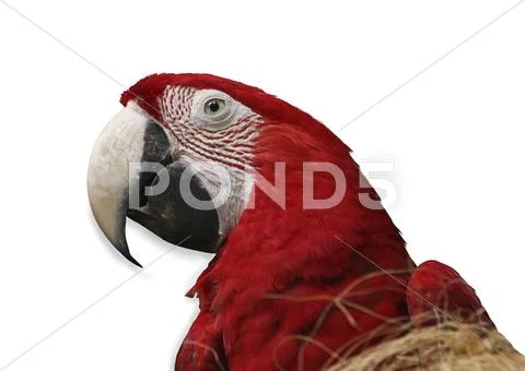 Parrot on white background Stock Photos