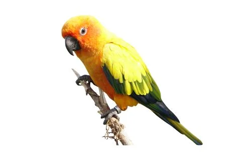 Parrot on a white background Stock Photos