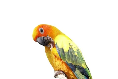 Parrot on a white background Stock Photos