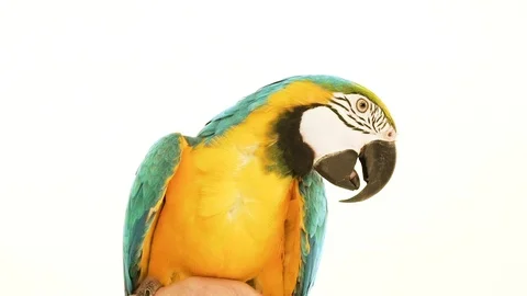Parrot on a white background in slow motion Video stock 91939422