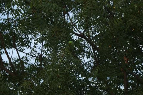 Parrot wings in the forest Stock Photos