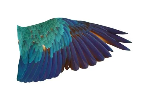 Parrot wings Stock Photos