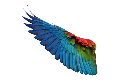 Parrot wings Stock Photos