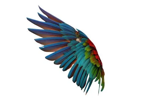 Parrot wings Stock Photos