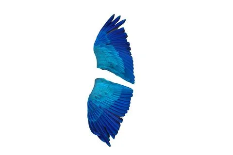 Parrot wings Stock Photos