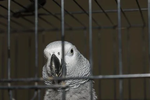 Parrot yaco Psittacus erithacus inside its cage looking curiously at the camera Stock Photos