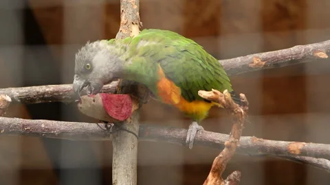 Parrot at the zoo eats beets Stock Footage 254823421