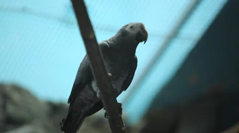 Parrot in zoo Stock Footage 41988156