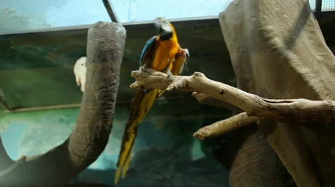Parrot zoo Stock Footage 41988157