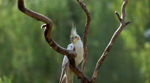 The parrot in a zoo Vidéo 67422510
