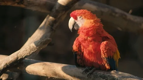 Parrot in zoo Stock Footage 96418243