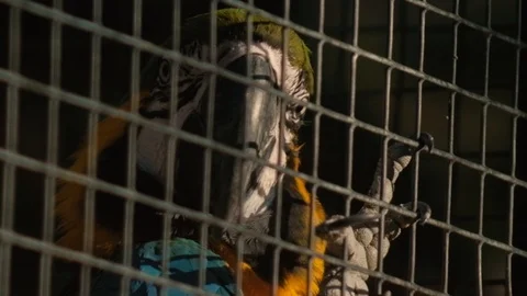 Parrot in zoo Stock Footage 96428236