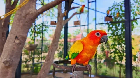 The parrot is in the zoo Stock Footage 259048332