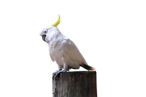 Parrot in zoo Stock Photos