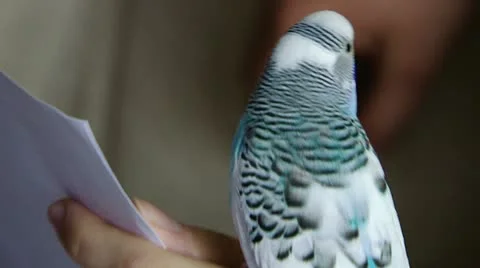 Parrot01 Stock Footage 12710813