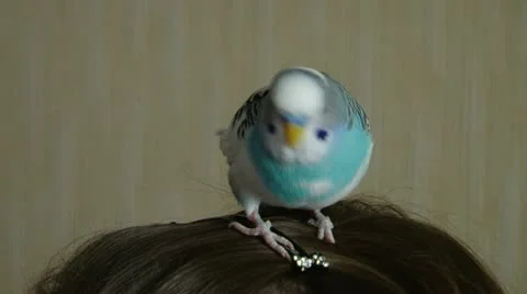 Parrot02 Stock Footage 12710776