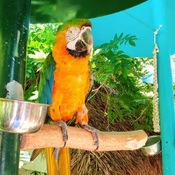 Parrot_01jrc 스톡 사진