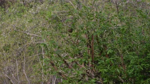 Parrotbill flying around Video stock 82920208