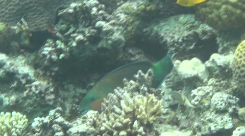 Parrotfish 02 dahab Stock Footage 41831938