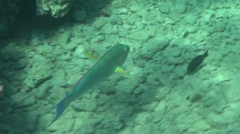 Parrotfish 02 dahab Video stock 42558398