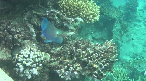 Parrotfish 03 dahab 스톡 동영상 42514237