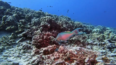 PARROTFISH 1 1 Stock Footage 277923393