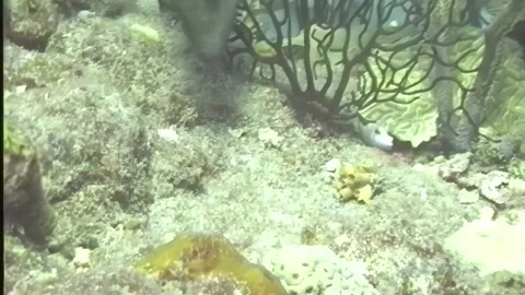 PARROTFISH 1 Stock Footage 306664394