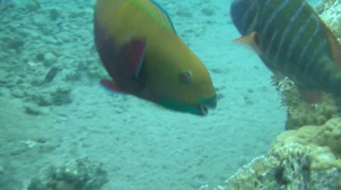 Parrotfish 2 Stock Footage 903338
