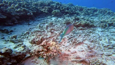 PARROTFISH 2 Stock Footage 277923913