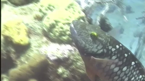 PARROTFISH 5 Video stock 306666812