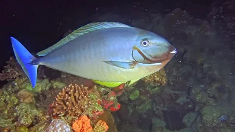 Parrotfish Amidst the Corals 動画素材 275293210