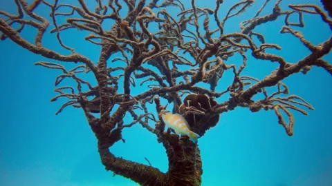 Parrotfish and Artificial Reef Stock Footage 159340688