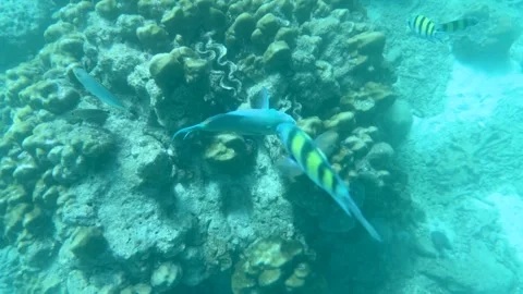 Parrotfish and Sergeant Major Fish Swimming Over Coral Reef in Thailand 動画素材 328560606