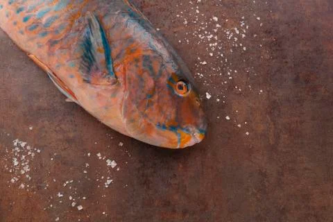 Parrotfish background with copy space. Stock-Fotos