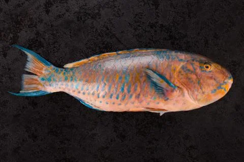 Parrotfish on black background. Stock-Fotos